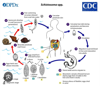  WHO, China, and Switzerland Unite to Eliminate Schistosomiasis in Lao PDR